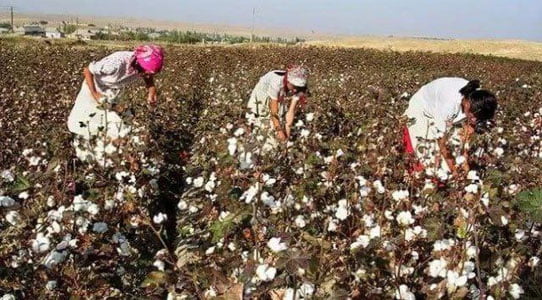 Surxondaryoda ayollar majburiy terimga chiqarilgani tasdiqlandi