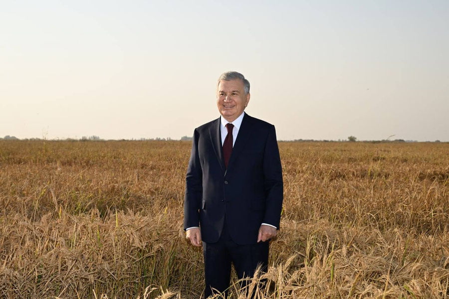 Шавкат Мирзиёев Тошкент вилоятида шоличилик кластерининг фаолияти билан танишди