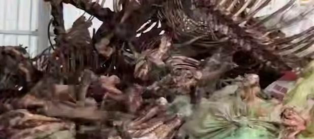 Zangiotada 3,5 tonnaga yaqin eshak va qoramol suyaklari topildi