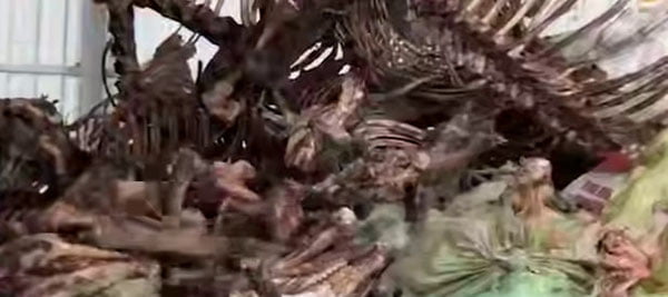 Zangiotada 3,5 tonnaga yaqin eshak va qoramol suyaklari topildi