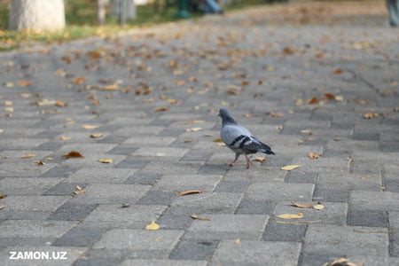Бугун Ўзбекистонда булутли ҳаво кузатилади