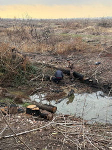 Тошкент вилоятида “Тошкент денгизи” яқинида 24 туп дарахт ноқонуний кесилгани аниқланди