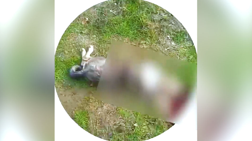 Янгийўлда итларни гўшти учун ўлдирган фуқаро қамоққа олинди